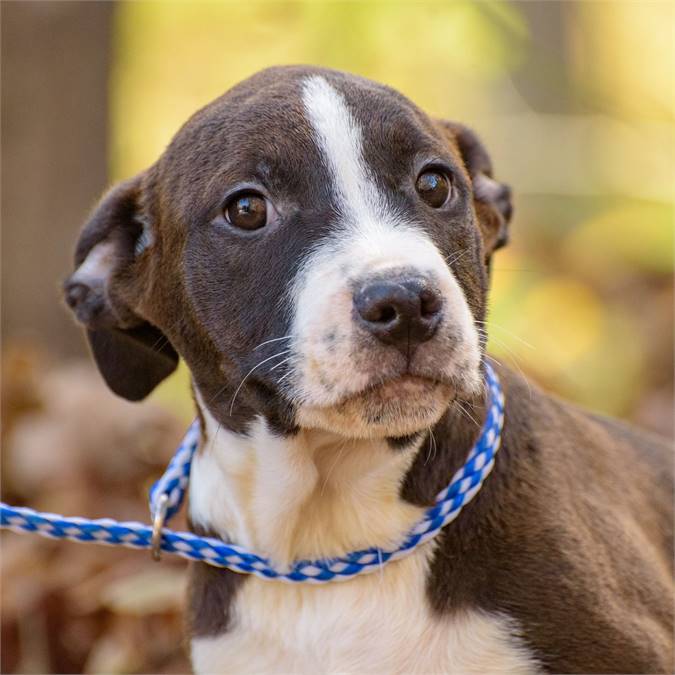 Kruz the Hound Mix at Animal Alliance of NJ