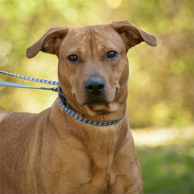 Catina the Redbone Coonhound Mix at Animal Alliance of NJ