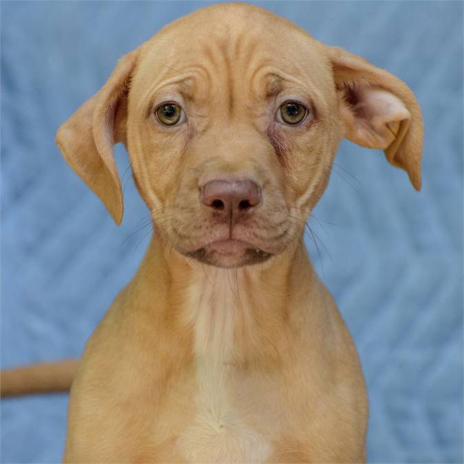 Pablo the Hound & Pit Bull Terrier Mix at Animal Alliance of NJ