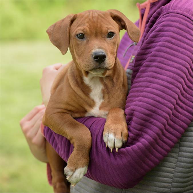 Capri the Hound at Animal Alliance of NJ