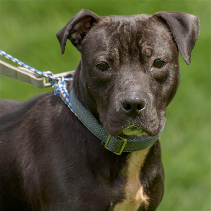 Hero the Pit Bull Terrier & Hound Mix at Animal Alliance of NJ