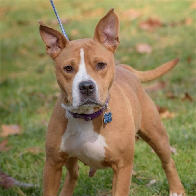 Sunshine the Hound & Terrier Mix at Animal Alliance of NJ