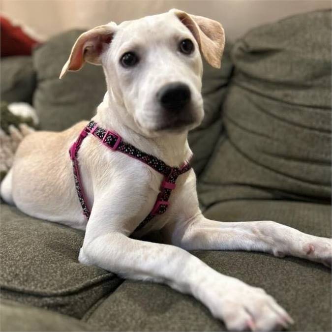 Sally the Yellow Labrador Retriever Mix at Animal Alliance of NJ