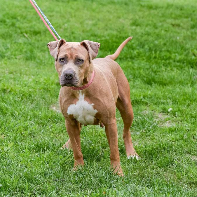 Samantha the Hound Mix at Animal Alliance of NJ