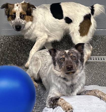 John Wayne & Clint Eastwood Australian Shepherd Mix Bonded Pair at AWA of NJ