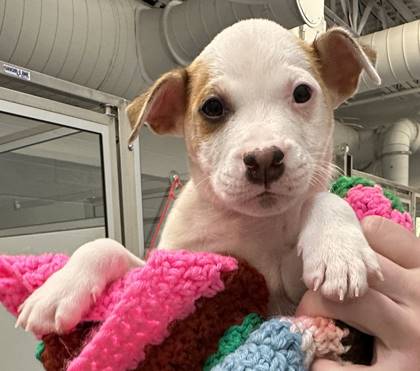 Sugar the Hound Mix at Animal Welfare Association of New Jersey