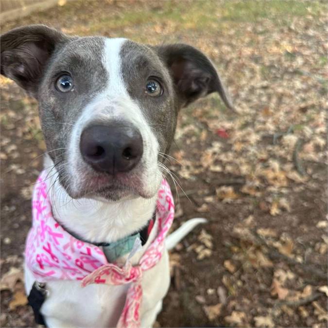 PepperJack the Australian Shepherd & Terrier Mix at A Second Chance for Ziva