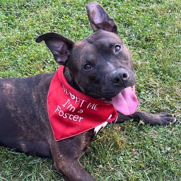 Sherlock the Pit Bull Terrier Mix at AHS-Tinton Falls