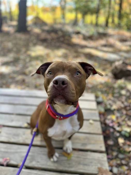 Amber the Pit Bull Terrier Mix at AHS-Tinton Falls