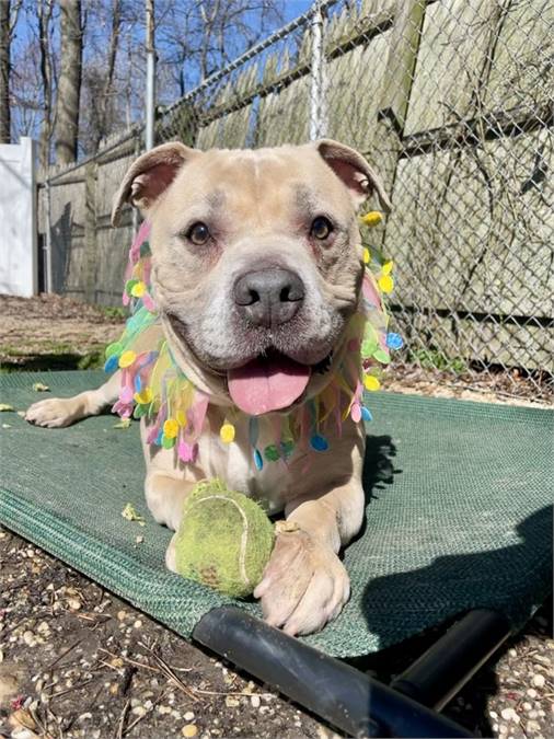 Ivory the Terrier Mix at AHS-Tinton Falls