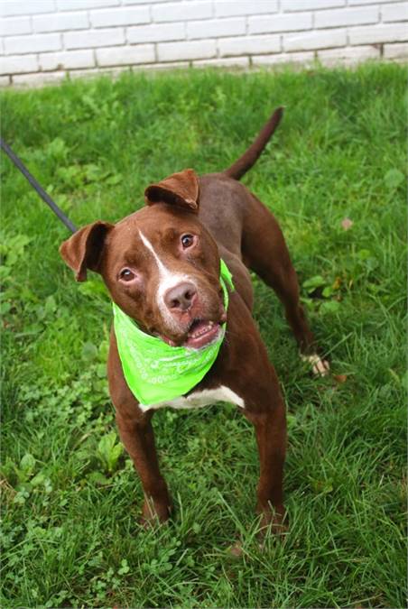 Trejo the Pit Bull Terrier Mix at Associated Humane Societies - Newark