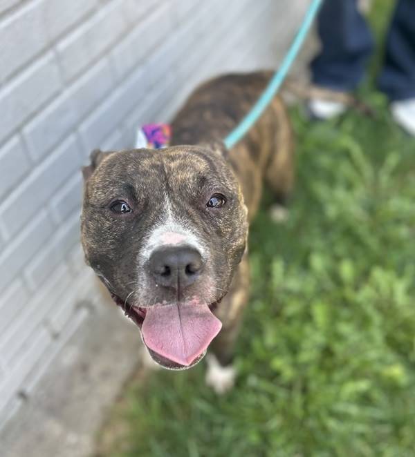 Muffin the American Bully Mix at Associated Humane Societies - Newark