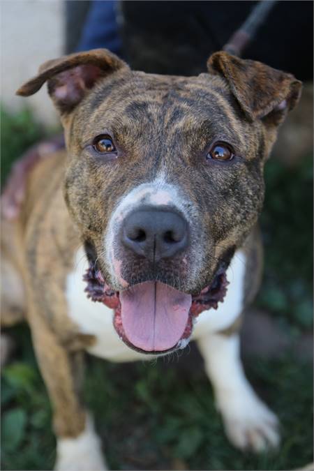 Nellie the Pit Bull Terrier Mix at Associated Humane Societies - Newark