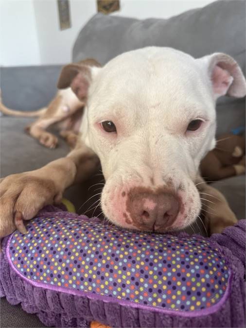 Tootsie the Pit Bull Terrier Mix at Associated Humane Societies - Newark