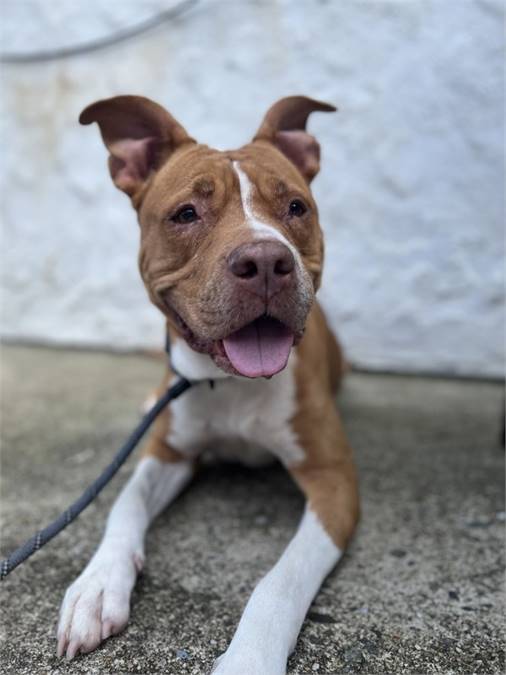 Nancy the Pit Bull Terrier Mix at Associated Humane Societies - Newark