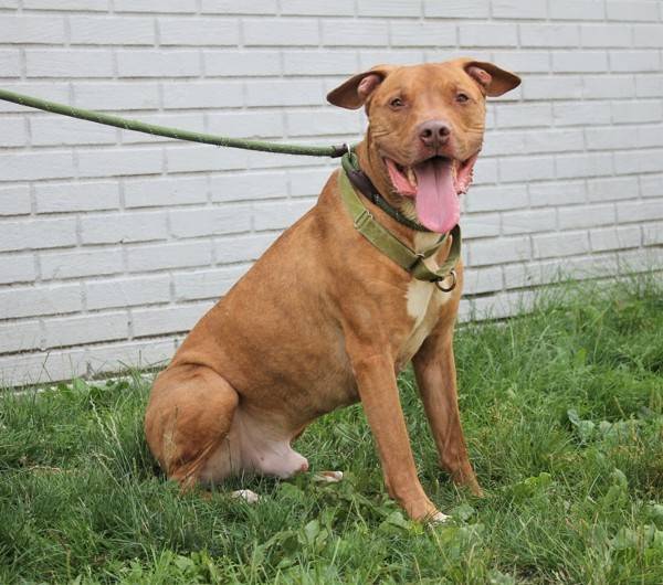 Simba the Pit Bull Terrier Mix at Associated Humane Societies - Newark