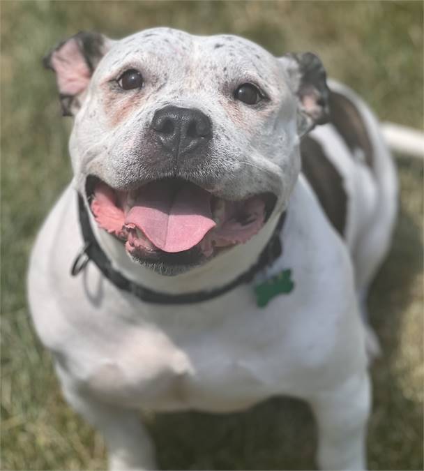 Golda the American Bulldog & Pit Bull Terrier Mix 