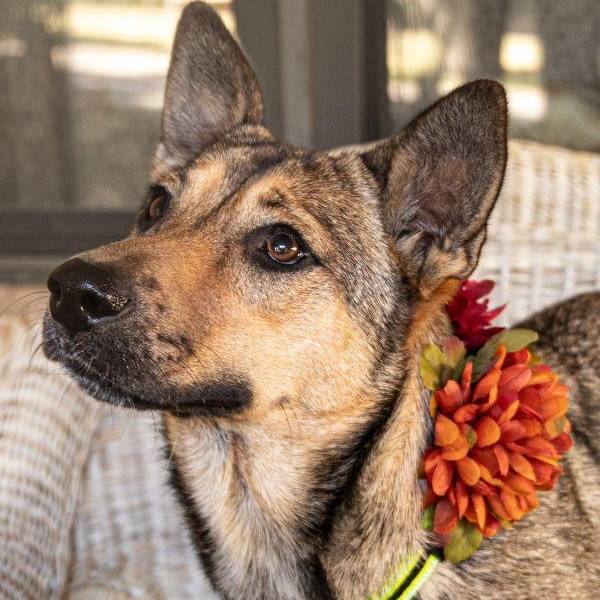 Ginny the Shiba Inu Mix at Big Dog Rescue Project