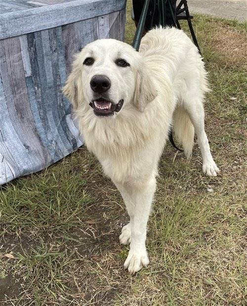 Paul Drake the Great Pyrenees at Big Dog Rescue Project