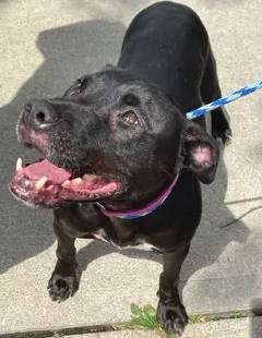 Guava the American Pit Bull Terrier at Brick City Rescue