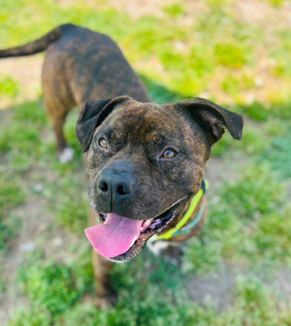 Magnus the Mastiff at Cape May County Animal Shelter and Adoption Center