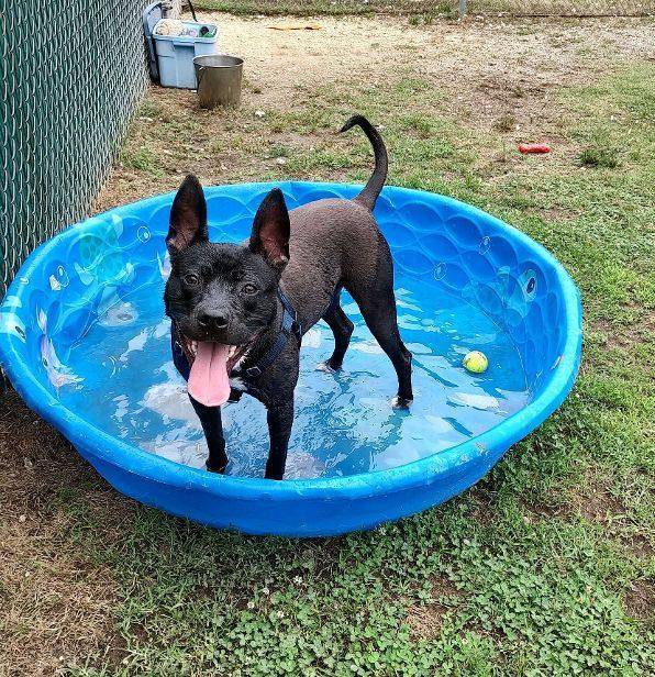 Ralphie the Terrier at Cape May County Animal Shelter and Adoption Center