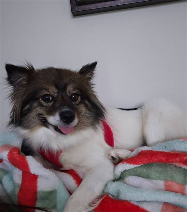 Bella the Pomeranian Mix at FOWA Rescue