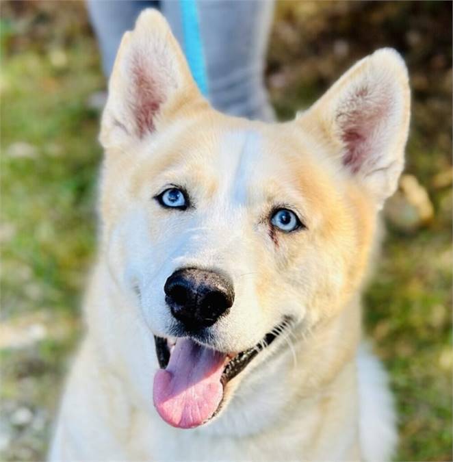 Icelynn the Siberian Husky at the Ocean County Health Department