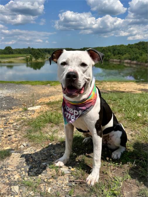 Remy the Mixed Breed at Homeward Bound