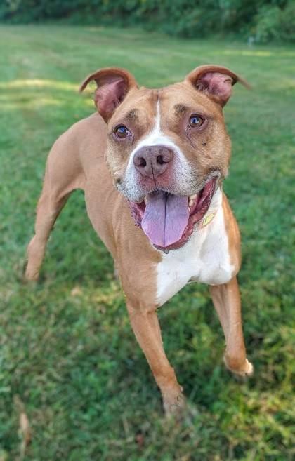 Thor the Mixed Breed at Homeward Bound