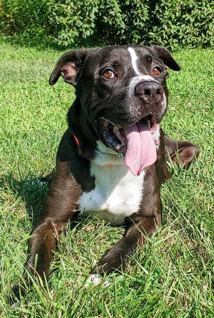 Zeus the Cane Corso/Terrier, American Pit Bull at Homeward Bound