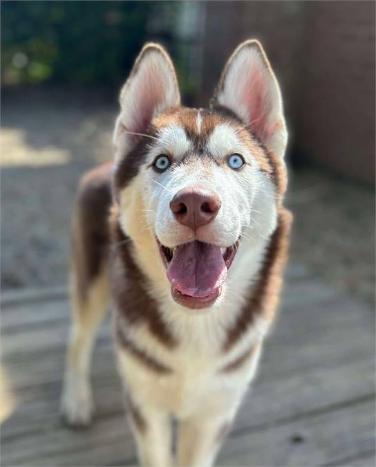 Stoli the Siberian Husky at Husky House