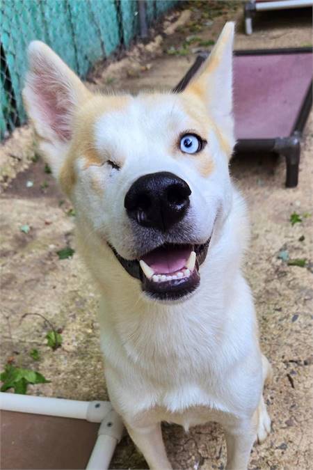 Hero Siberian Husky at Husky House