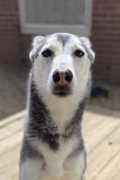 Nova the Siberian Husky at Husky House