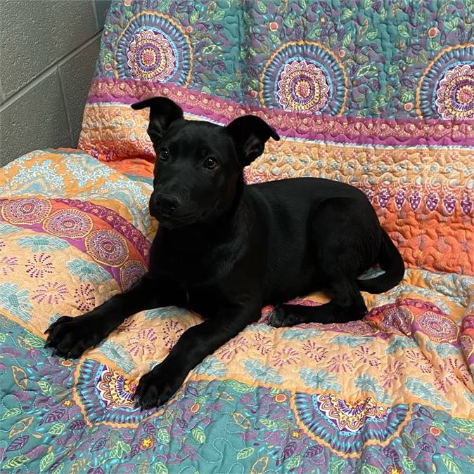 Bryce the Labrador Retriever & Australian Kelpie Mix