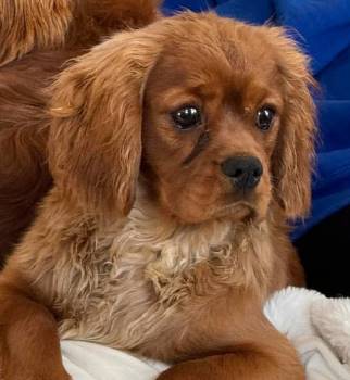 Hunter the Cavalier King Charles Spaniel at Lost Paws Animal Rescue