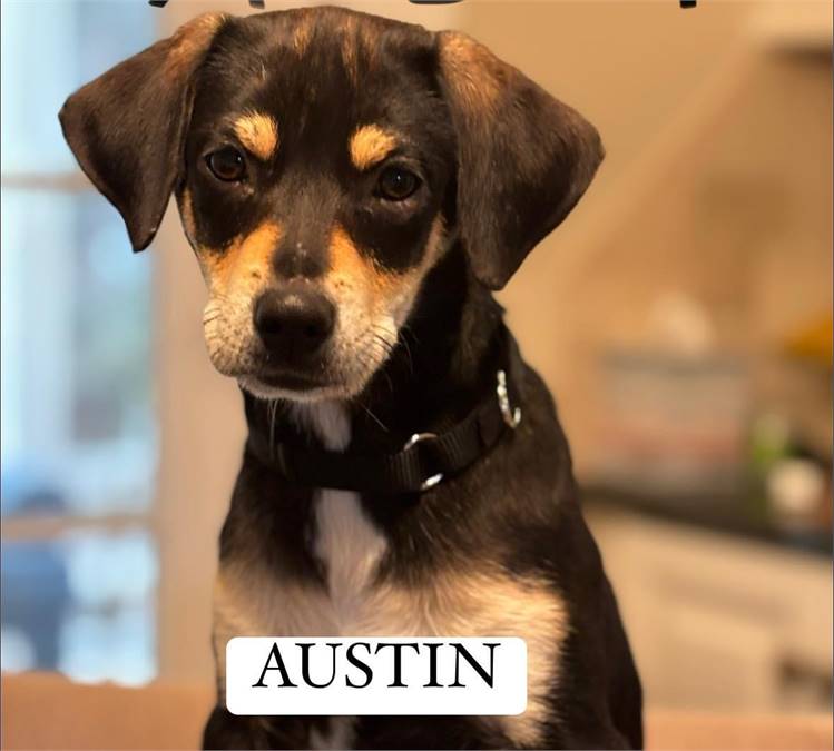 Austin at Hound & Beagle Mix at Lost Paws Animal Rescue