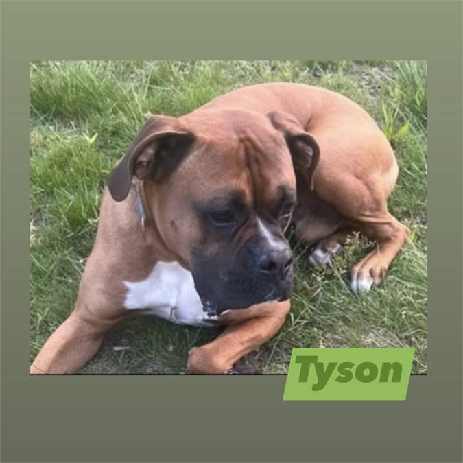 Tyson the Boxer at Lost Paws Animal Rescue