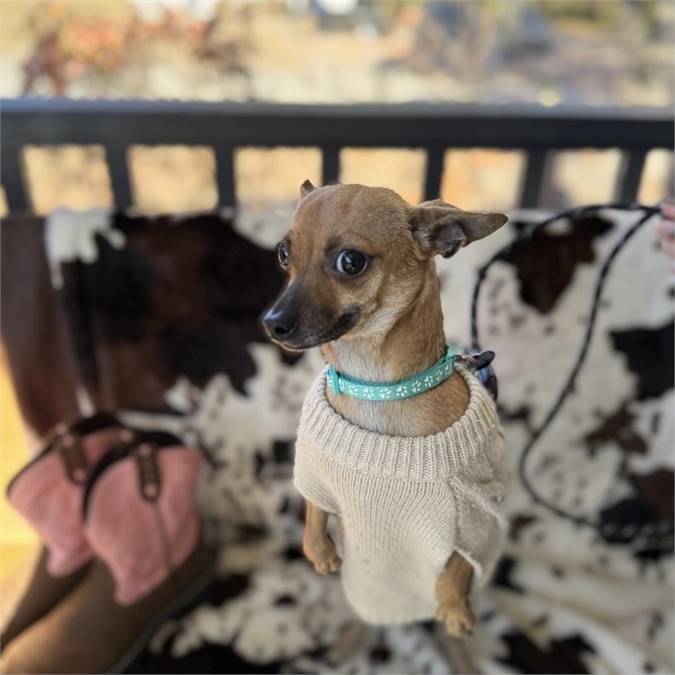 Samira the Chihuahua at MatchDog Rescue