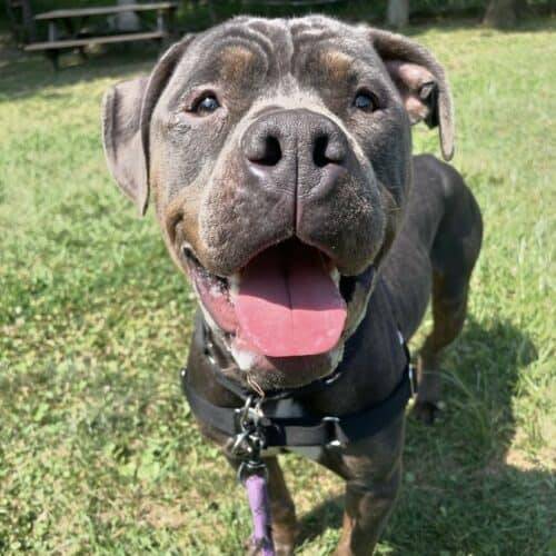 Shaye the Mix at Monmouth County SPCA