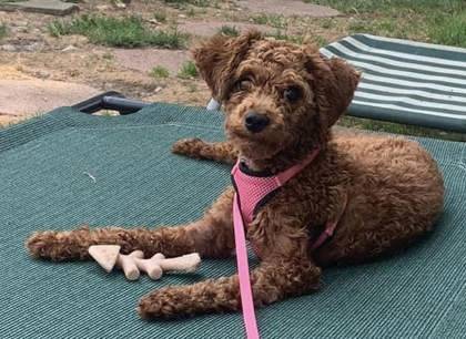 Tulip the Miniature Poodle at New Life Animal Rescue