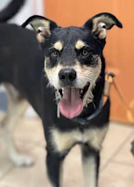 Chaz the Black and Tan Coonhound/Australian Kelpie at O.S.C.A.R.