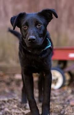 Jack the Border Collie Mix at One Love Animal Rescue