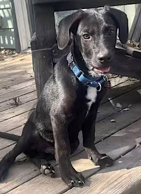 Rugby the Labrador Retriever Mix at One Love Animal Rescue