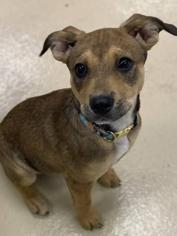 Reeses the Mixed Breed at Pick Your Paw Animal Rescue