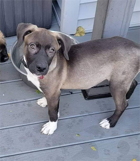 Khaleesi the Retriever & Black Mouth Cur Mix at Puppy Love Pet Rescue