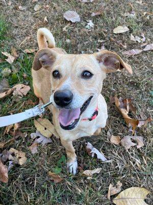 Wanda the Dachshund - Jack Russell Terrier 