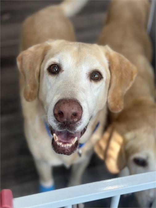 Wilson the Labrador Retriever at Real Dog Rescue