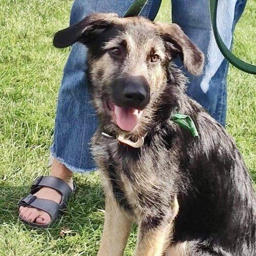 Thor the German Shepherd at Rosemarie's Rescue Ranch