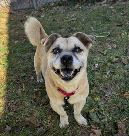 Cinthia the Mixed Breed at St. Hubert's Animal Welfare Center